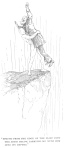 SPRUNG PROM THE EDGE<br> OF THE CLIFF INTO THE ABYSS BELOW,<br> CARRYING ME WITH HIM INTO ITS DEPTHS.