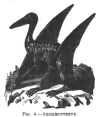 FIG. 4.ARCH&AElig;OPTERYX.
