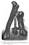 FIG. 5.MONSTER BONES OF EXTINCT GIGANTIC SAURIANS FROM COLORADO, SHOWING RELATIVE PROPORTIONS TO CORRESPONDING BONE IN THE CROCODILE (A).<br> (<i>From the</i> <i>Scientific American</i>.)