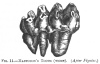 FIG. 11.MASTODON'S TOOTH (WORN). (<i>After Figuier</i>)