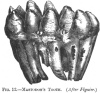 FIG. 12.MASTODON'S TOOTH. (<i>After Figuier</i>)