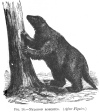 FIG. 14.MYLODON ROBUSTUS. (<i>After Figuier</i>.)