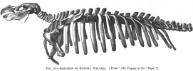 FIG. 15.SKELETON OF RHYTINA STELLERI. (<i>From</i> <i>The Voyage of the</i> <i>Vega</i>)
