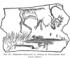 FIG. 20.REINDEER ENGRAVED ON ANTLER BY PAL&AElig;OLITHIC MAN<br> (<i>After Geikie</i>.)