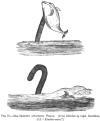 FIG. 75.SEA-SERPENT ATTACHING WHALE. (<i>From Sketches by Capt. Davidson, S.S. </i><i>Kiushiu-maru</i>.)