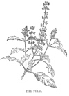 THE TULSI.