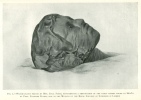 FIG. 2.WATER-COLOUR SKETCH BY MRS. CECIL FIRTH, REPRESENTING A RESTORATION OF THE EARLY MUMMY FOUND AT MED&Ucirc;M BY PROF. FLINDERS PETRIE, NOW IN THE MUSEUM OF THE ROYAL COLLEGE OF SURGEONS IN LONDON