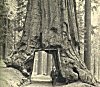 THE WAWONA TREE AND GALEN CLARK, DISCOVERER<BR>
<I>Photo J. T. Boysen</I>