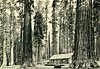 CABIN IN MARIPOSA GROVE<BR>
<I>Photo J. T. Boysen</I>